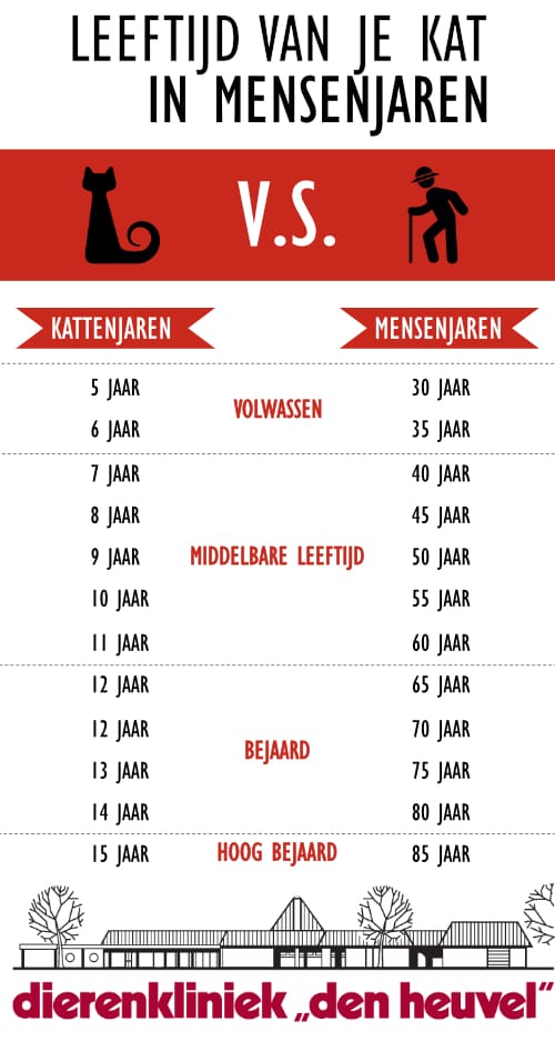 Oudere kat Dierenkliniek den Heuvel