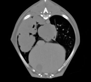 Thorax-1