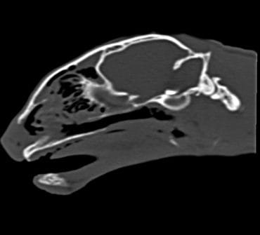 CT-MRI-KAT