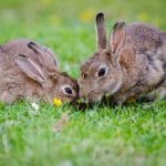 konijnenvirus konijnenziekte